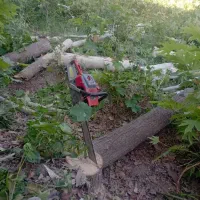 چوب چنار سپیدار و گردو