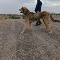 سگ پژدر