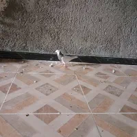 جفت طوقی جوجه|پرنده|رامشیر, |دیوار