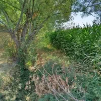 زمین-کشاورزی-در-آبباریک