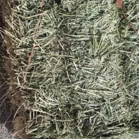 یونجه و جو|لوازم جانبی حیوانات|قلعه نو, |دیوار