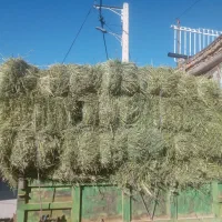 پرس ینجه بیمی