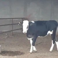 ۲راس گوساله ماده