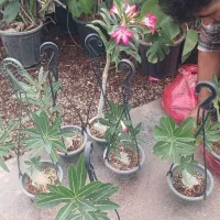 حراج بزرگ گلخانه افرا