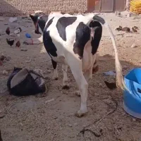 سلام تلیسه شکم اول فروشی