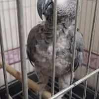 کاسکو شعر خان ۵۰۰ کلام باهوش ۴ ساله