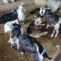 بیگ،بره ،گوشت بیگ ۶۴۰|حیوانات مزرعه|ایذه, |دیوار