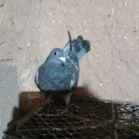 کفتر|پرنده|سلامی, |دیوار