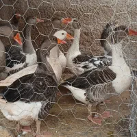 بوقلمون محلی وغاز درجه یک