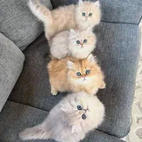 شهر پرشین های اشرافی