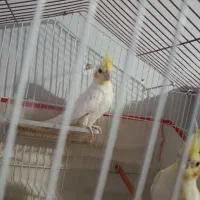 عروس هلندی