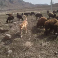 سگ دوزدید شده|حیوانات|باغ حلی, |دیوار