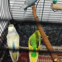 مرغ عشق فروشی|پرنده|سنگر, |دیوار