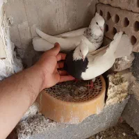 کفتر
