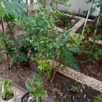 فروش-ویلایی-252-متری-با-زیربنای170-متری