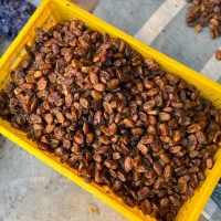 خشکبار خرما