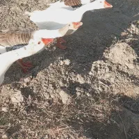 یه جفت غاز نرو ماده|حیوانات مزرعه|ایرانشهر, |دیوار