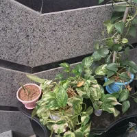 سلام تعداد گل طبیعی دارم ب علت کمبود جا میفروشم