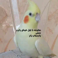 عروس هلندی ماده آمادە جفتگیری