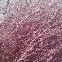 دو خاور جاروی محلی