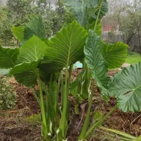 گل بابا آدم بزرگ