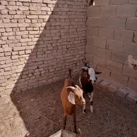 کره و بز زاییده