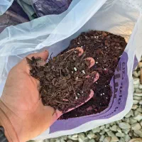 خاک گلدان گل خاک برگ پوسیده تعویض گلدان