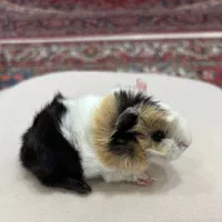 خوکچه هندی|موش و خرگوش|تهران, میدان ولیعصر|دیوار