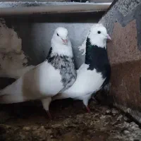 طوقی  تهرانی کلفه دوبر ،ترکیه