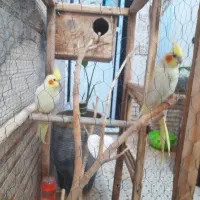 جفت عروس هلندی باتخم