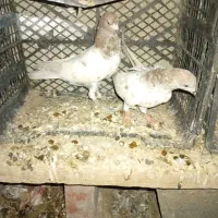 کفتر کلیی|پرنده|کهنوج, |دیوار