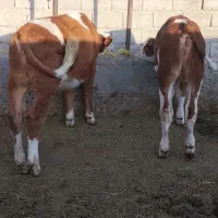 گوساله سمینتال