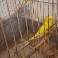 یه جفت مرغ عشق هلندی به شرط تخم  نقدی معاوضه ندارم|پرنده|مسجد سلیمان, |دیوار