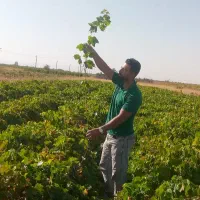 نهال انگورخوشه طلایی|خدمات باغبانی و درختکاری|تاکستان, |دیوار