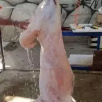 گوسفند زنده برای نذری باقصاب