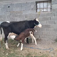 گاو و و گوساله سیمینتال عروسک|حیوانات مزرعه|ماسال, |دیوار