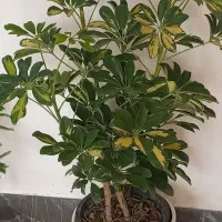 شفلرا وگلهای خانگی