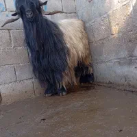 یک عدد تیر بز نر دریجه یک اصل بختیاری