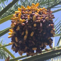 اجاره ۴۲نفرنخل پیارم باثمرعالی