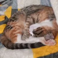 واگذارری رایگان|گربه|اسفراین, |دیوار