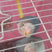 کوتوله نر و ماده