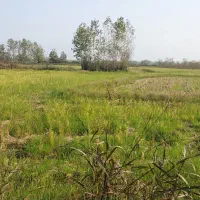 فروش-شالیزار-سوخته-کوه