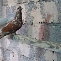کبوتران پرشی|پرنده|خوی, |دیوار
