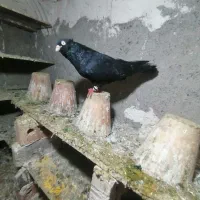 باسلام چند جفت کبوتر خون خالص درسهند