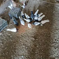 فروشی به شرط جوجه وپرش همه کله سیاه وسینه سیاه