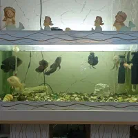 آکواریوم و ماهی