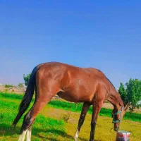 کره اسب نریون ۱/۵ساله ترکمن کورسی|اسب و تجهیزات اسب‌سواری|قم, چهل درخت‎|دیوار