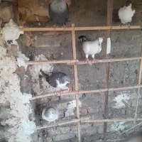 کفتر بمب زدو خوردی