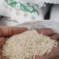 سرلاشه طارم  فریدونکنار کشت دوم تضمینی