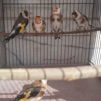 سهره نقاب اروپایی(پرتقالی)|پرنده|مهریز, |دیوار